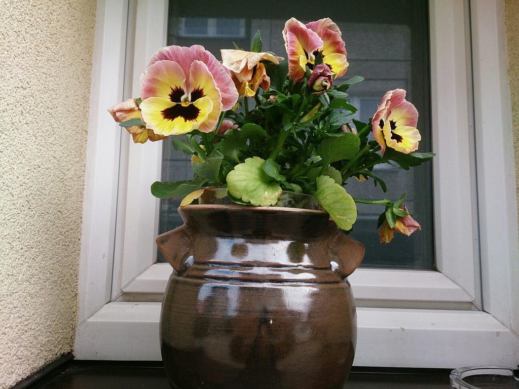 Apartment Hajduczek